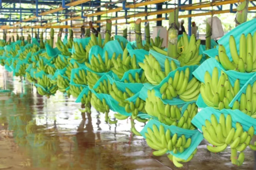 Augura alerta por riesgo en la estabilidad del sector bananero en Urabá