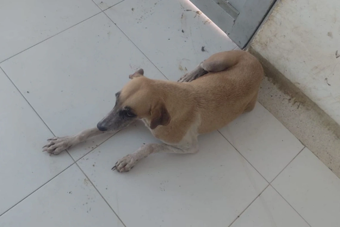 Policía rescata canino en estado de abandono en el humedal Berlín
