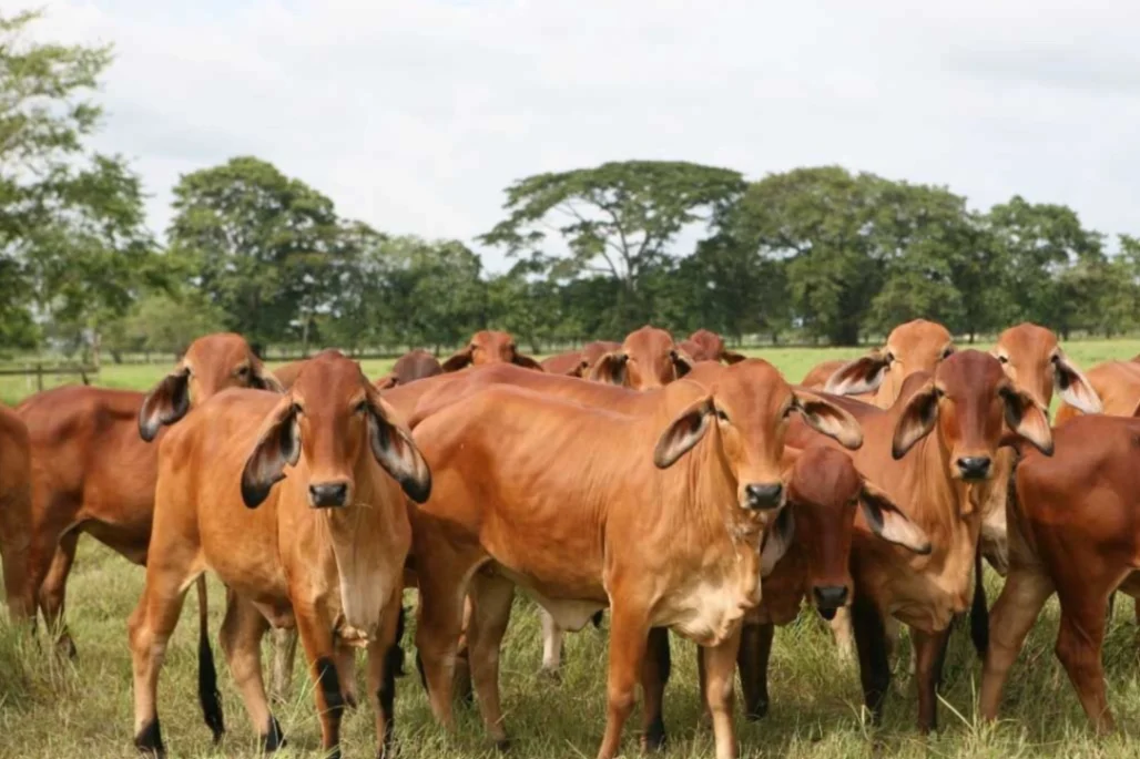 Córdoba en riesgo por freno a exportaciones de carne
