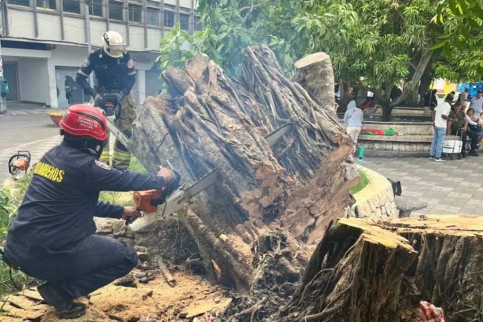 Bomberos de Sincelejo retiraron árbol caído que representaba un peligro en el Parque Santander