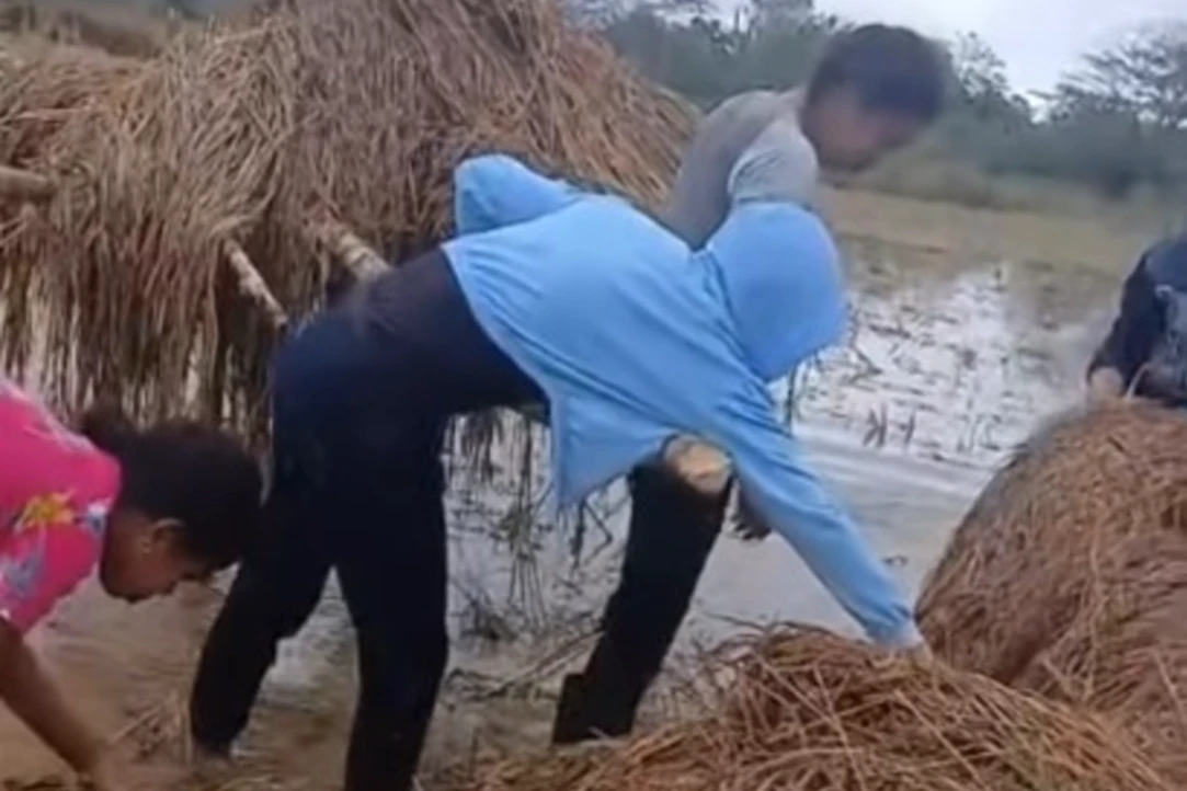 Riesgo de abastecimiento de arroz por inundaciones