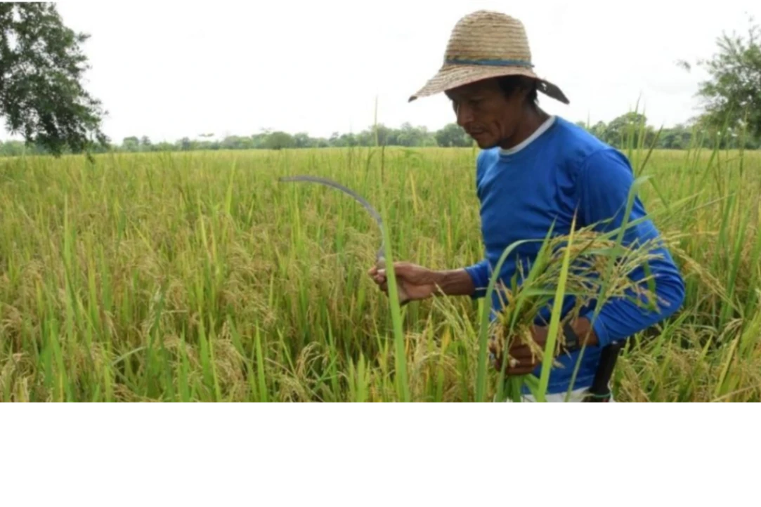 Por más explicaciones que el Fondo Adaptación dé sobre la 'Ruta del Arroz', en la Mojana no se ve el impacto