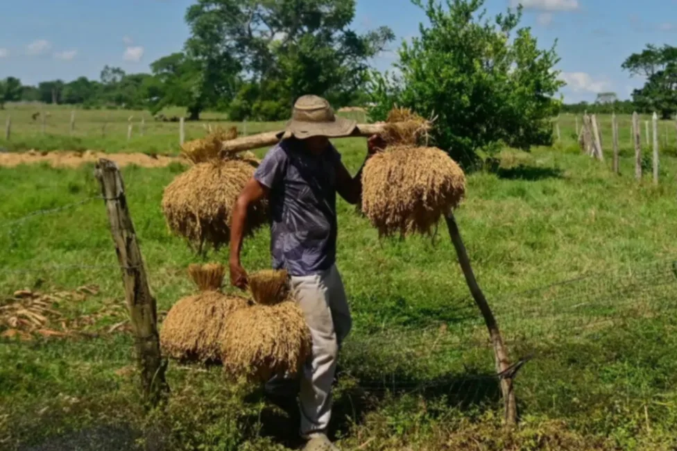 Acuerdo histórico permitirá a productores rurales vender alimentos al Estado