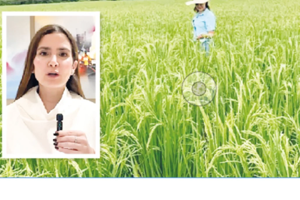 Fundación que entregó diploma falso a Juliana Guerrero, está metida en líos por 'Ruta del Arroz'