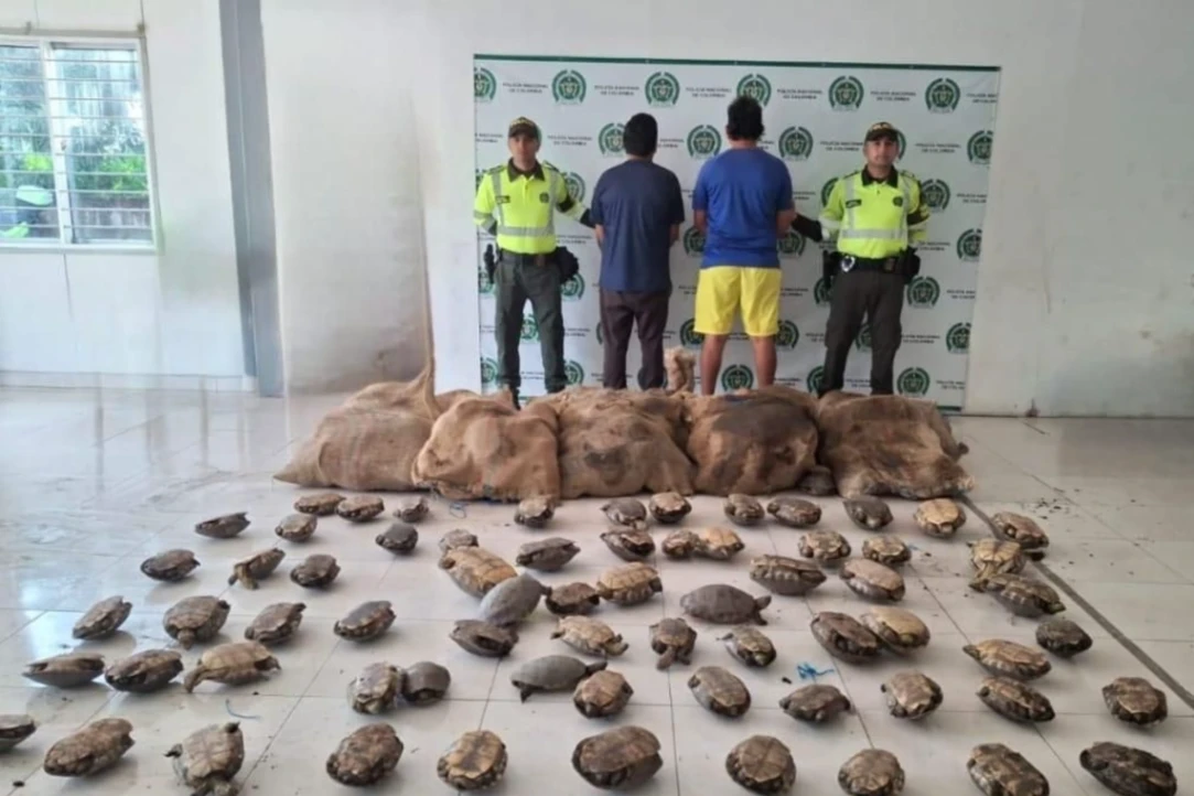 Tráfico de fauna en Sucre se mueve por redes sociales y grupos de WhatsApp