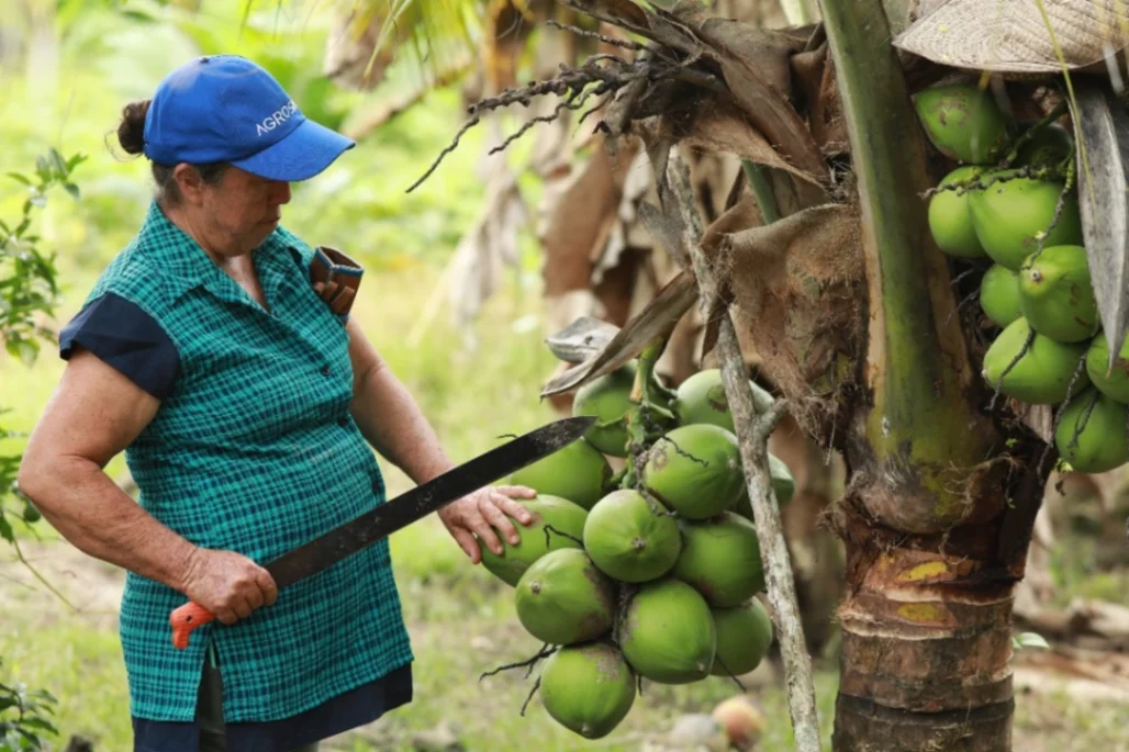 Conozca la programación del I Summit Internacional Caribe Agro: coco, oportunidad para Colombia