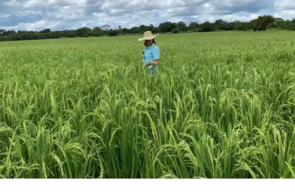 Cuestionan a los entes de control por no entregar resultados de la 'Ruta del Arroz'