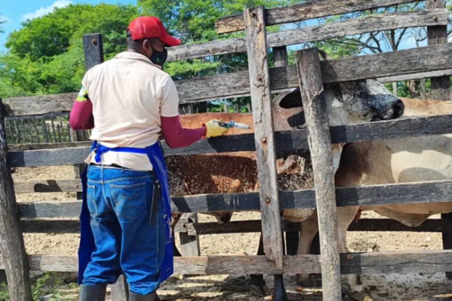 Ganadería en Sucre crece, a pesar de las dificultades