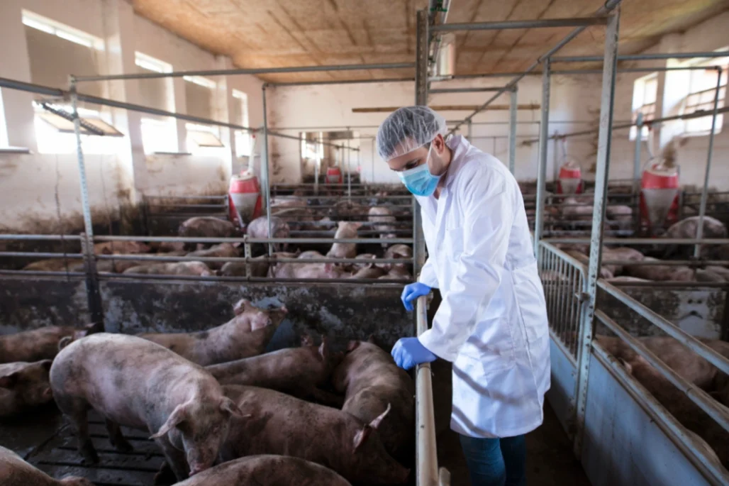 Producción de carne de cerdo se dispara en 2026