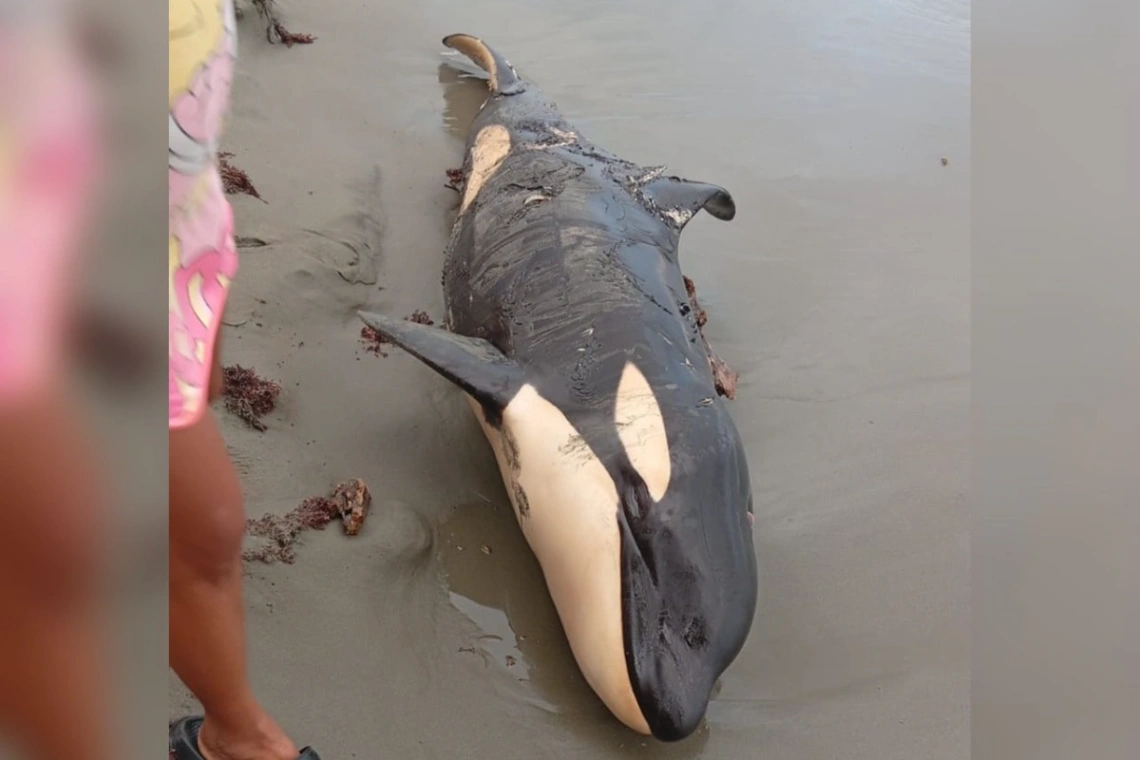 CVS atiende varamiento de orca en playas de Moñitos, Córdoba