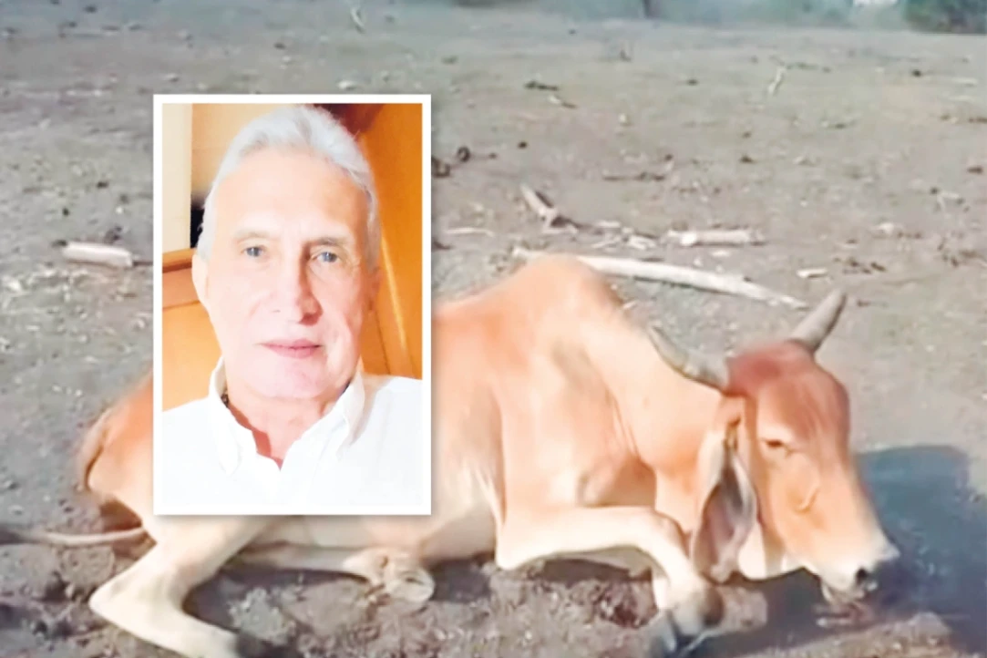 Ganaderos del departamento de Sucre lanzan S.O.S. por crisis de pasturas y muerte de ganado
