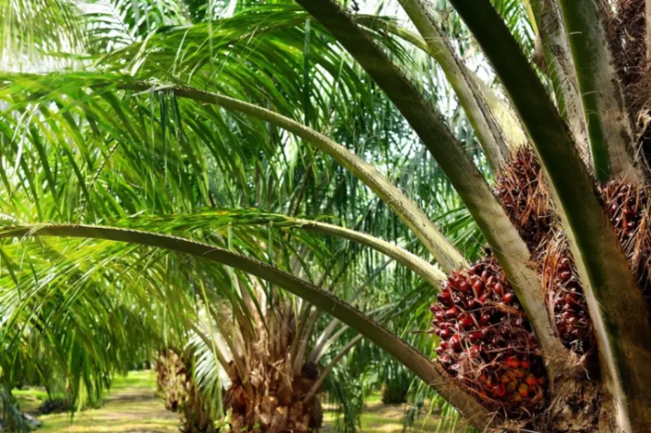Exportaciones de palma crecen 44% y son motor del agro