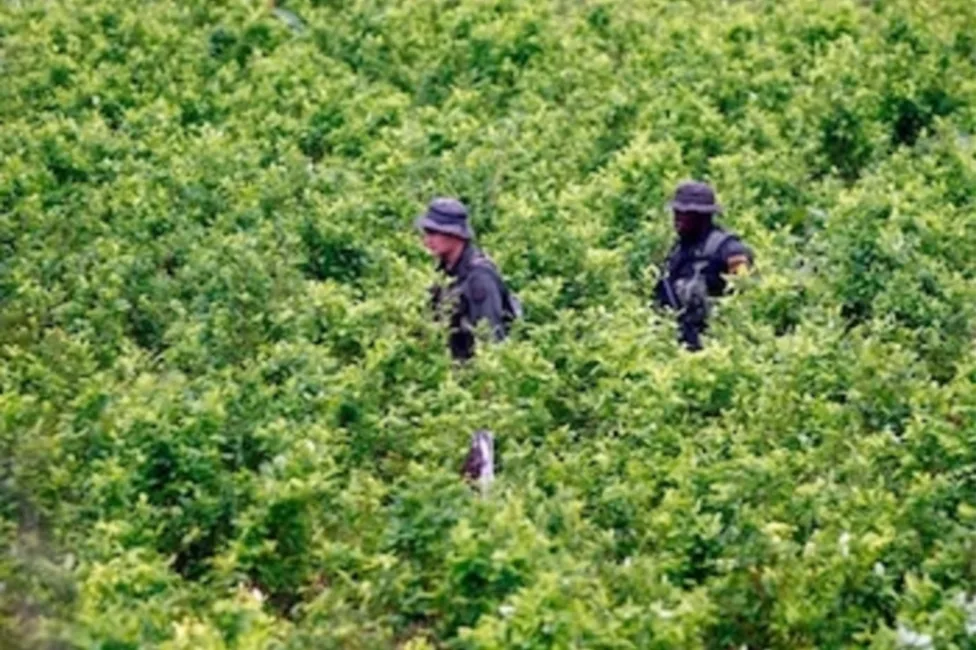 Aunque Gobierno lo niega, cultivos de coca van en aumento