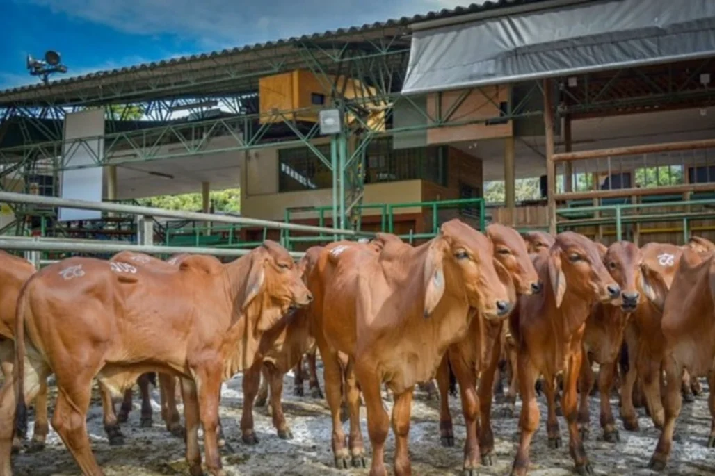 La carne, casi el doble de cara en los últimos 6 años