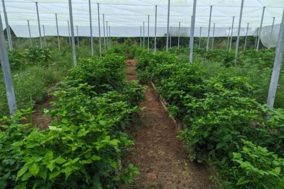 Unicórdoba y Mojaneros recuperan semillas nativas de habichuela para seguridad alimentaria