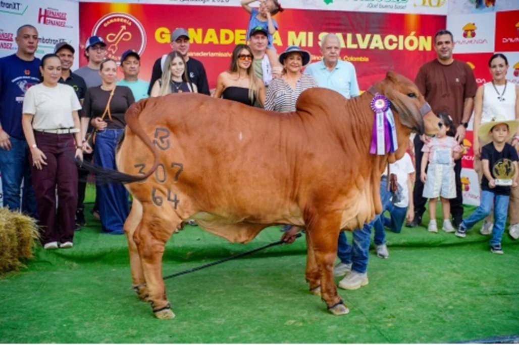 Feria de Cogasucre 2026 dejó ventas, alianzas y proyección para el sector ganadero