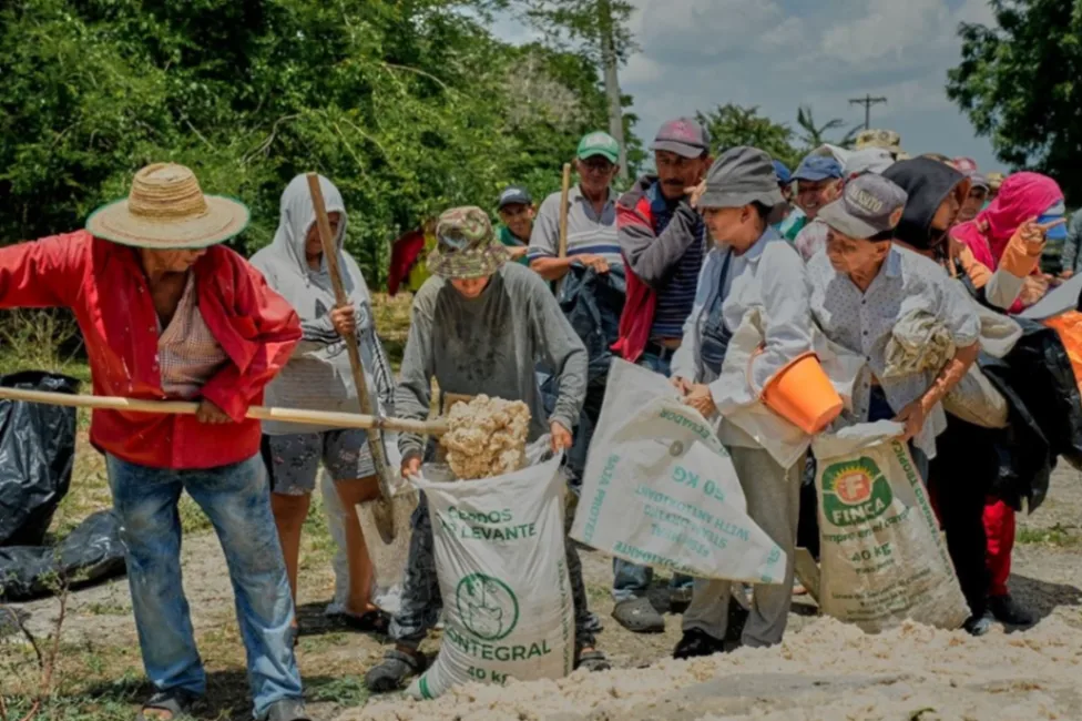 Frente a fuerte sequía en la Sabana, productores de Sucre reciben alimento para el ganado