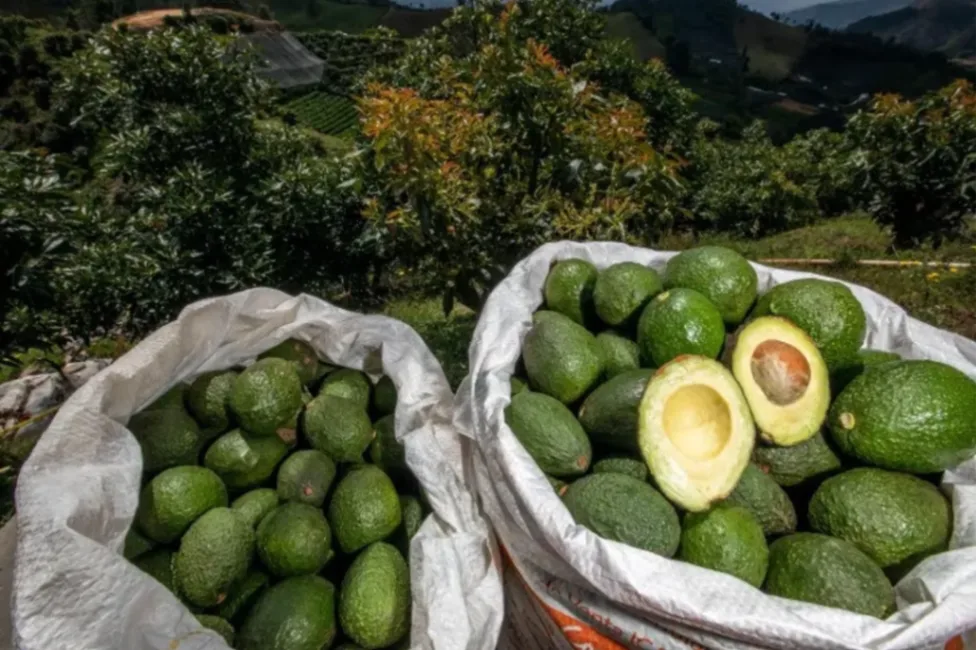 Aguacate hass colombiano mantiene el pulso exportador, pese a presión de la oferta mundial
