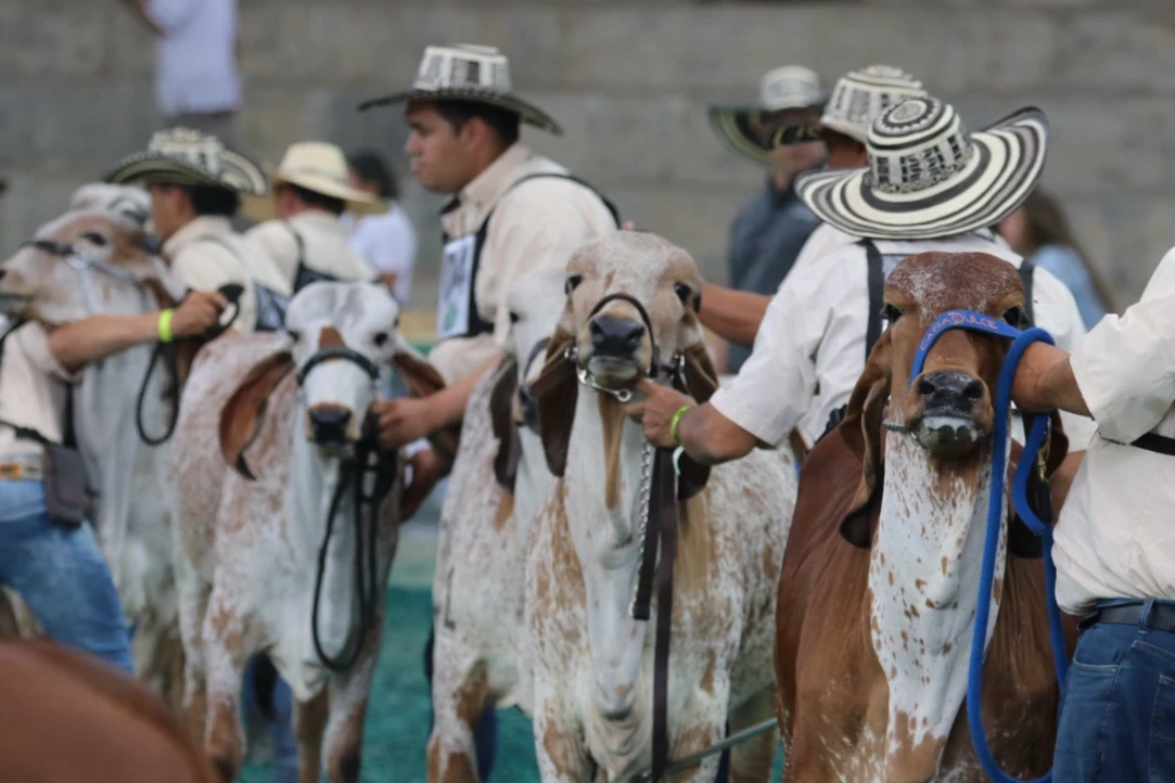Córdoba será epicentro ganadero de Latinoamérica