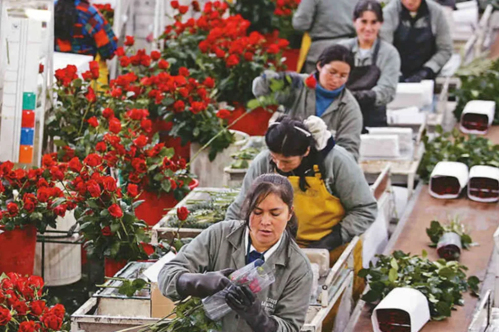Gobierno electo buscará fortalecer el sector floricultor